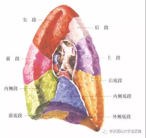 左肺上叶尖后段图片图片